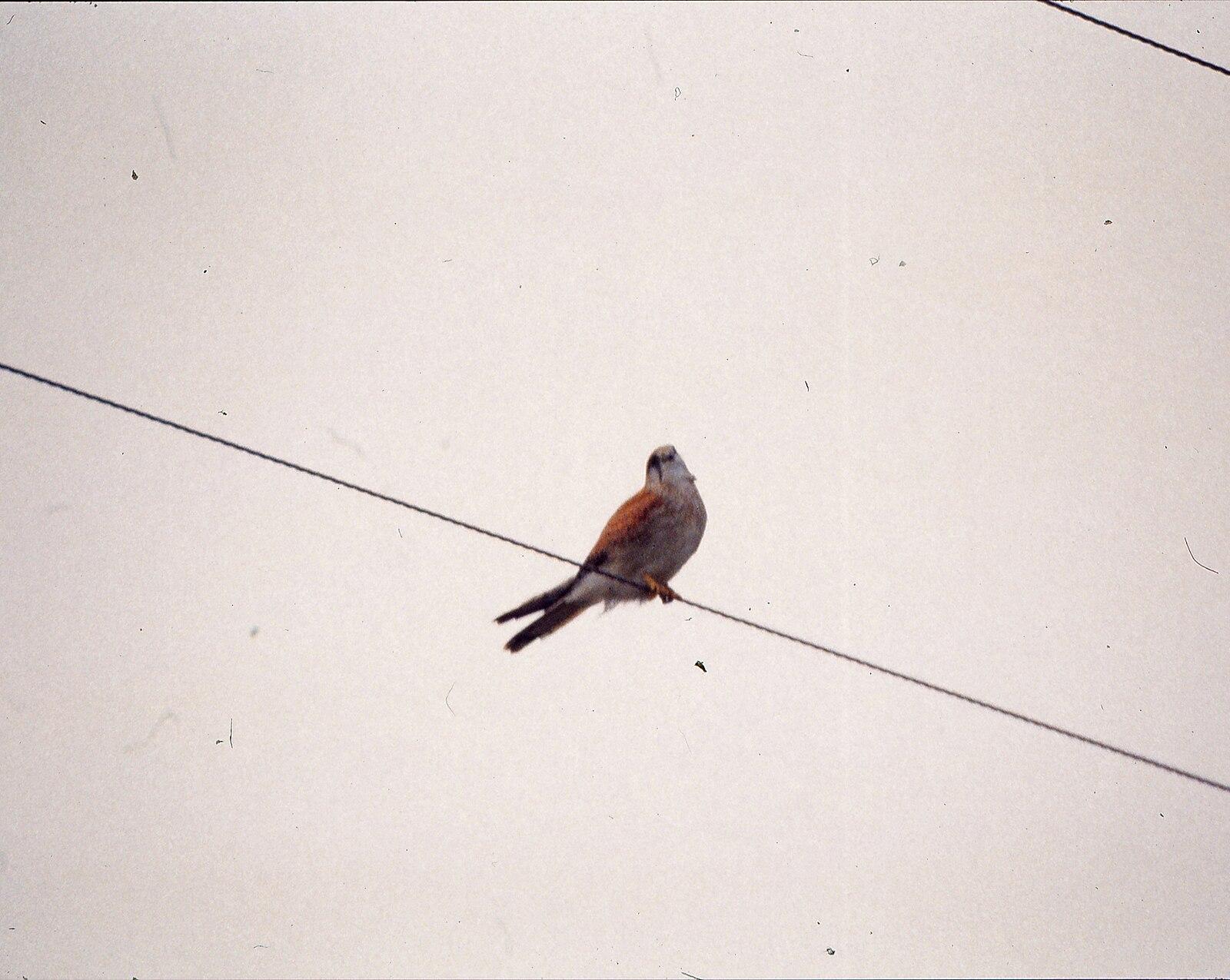 Australian kestrel Little Burleigh Head Gold Coast Queensland 1980s IMG 0035 (6)