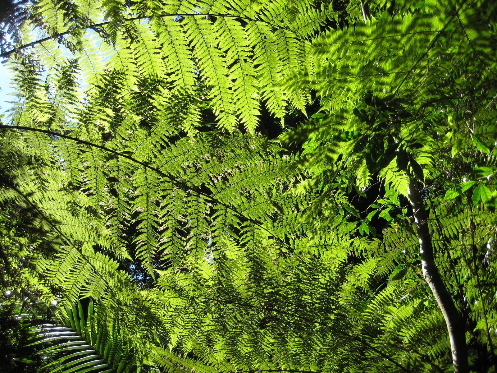 Lamington National Park: Gold Coast's Subtropical Rainforest Hotspot Revealed