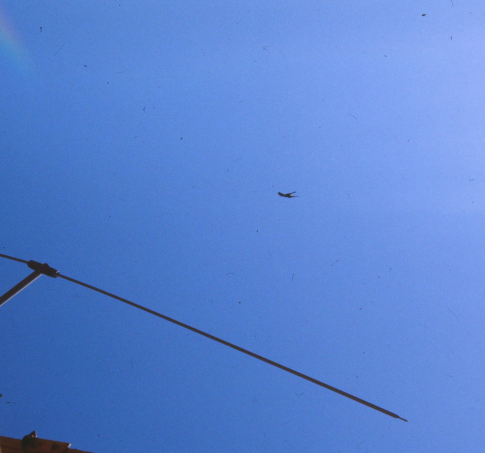 Australian kestrel Little Burleigh Head Gold Coast Queensland 1980s IMG 0038 (8)